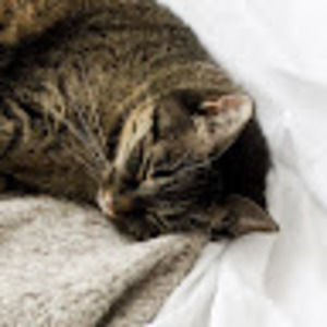 Meet your Posher, Patrick